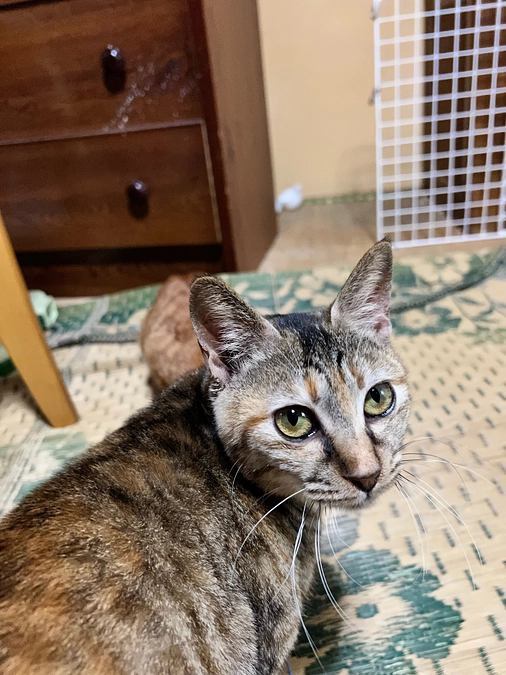 紅一点、激烈甘えん坊の女の子