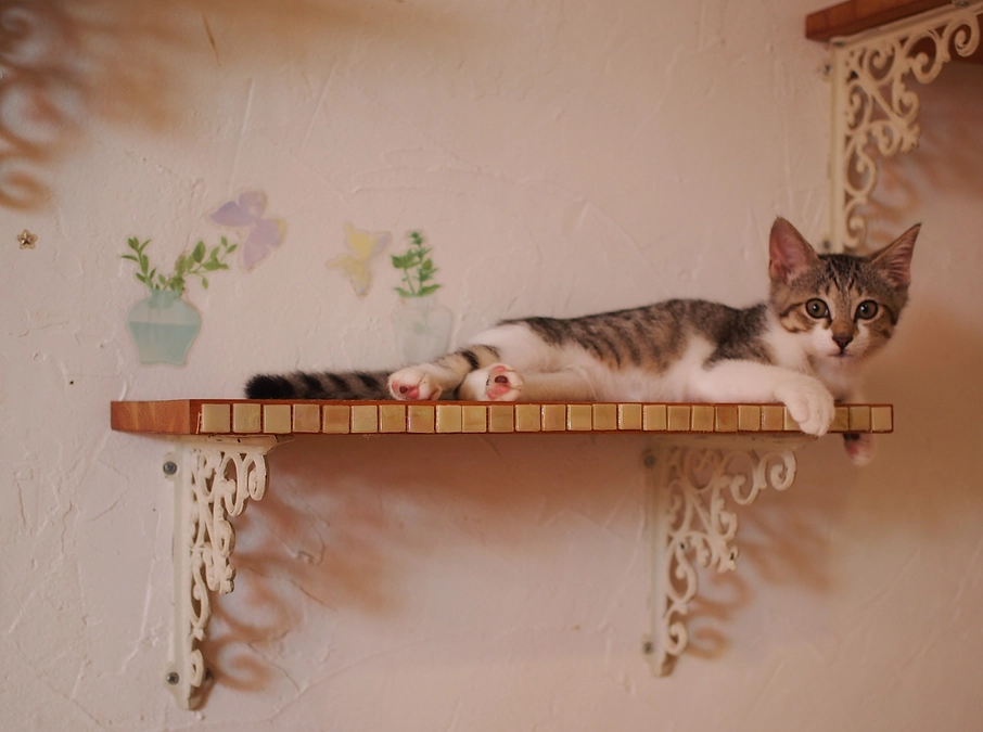 ご迷惑、お掛けします