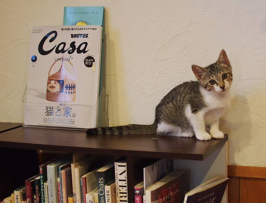 犬猫と蔑して言うが犬猫は一生無所有の生を完うすｂｙ奥村晃作