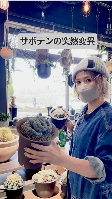 サボテンの綴化とは？突然変異で唯一無二な形に！