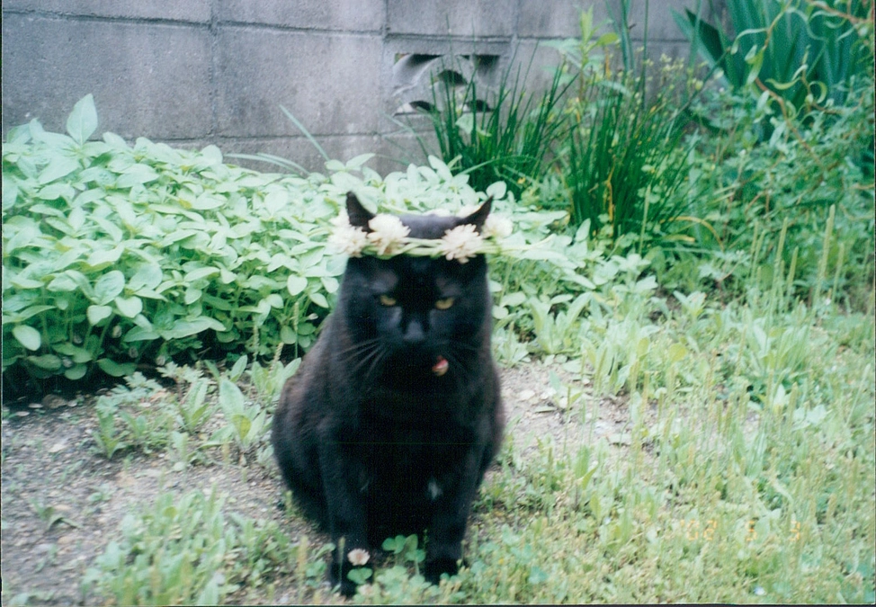 Cat has nine lives.　Curiosity killed the cat.