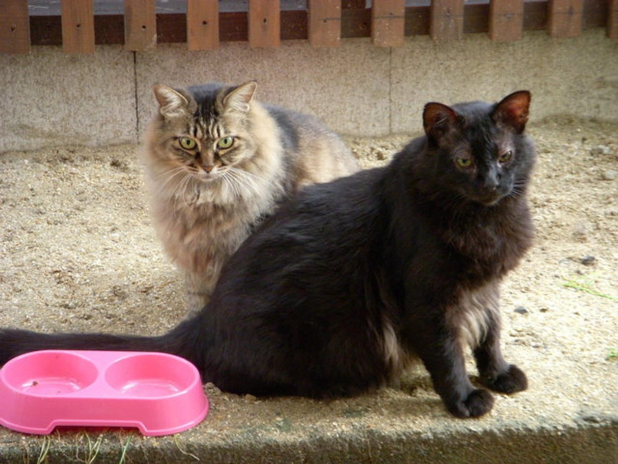 天に在らば比翼の鳥  地に在らば連理の枝