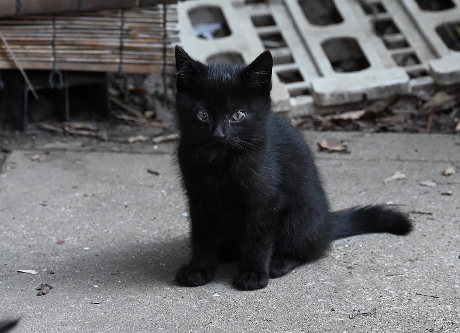 最後のサンクスメール画像です　有難うございました！！