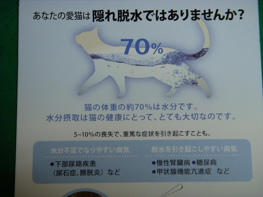 野良猫とタヌキの疥癬にイベルメクチン