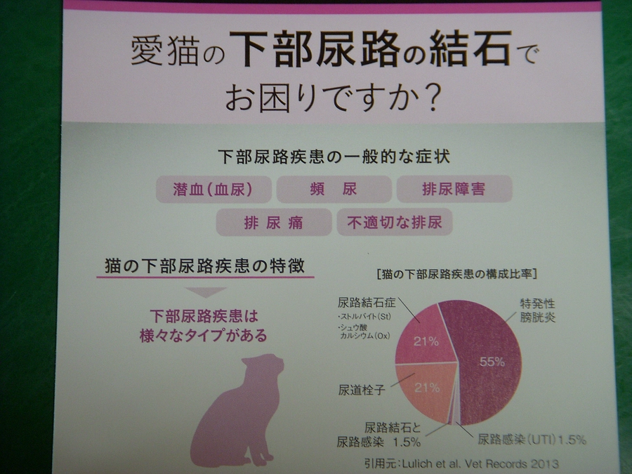 猫のシャンプー