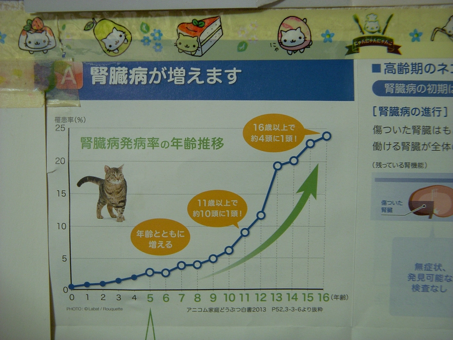 猫は吐く生き物　馬は吐かない生き物