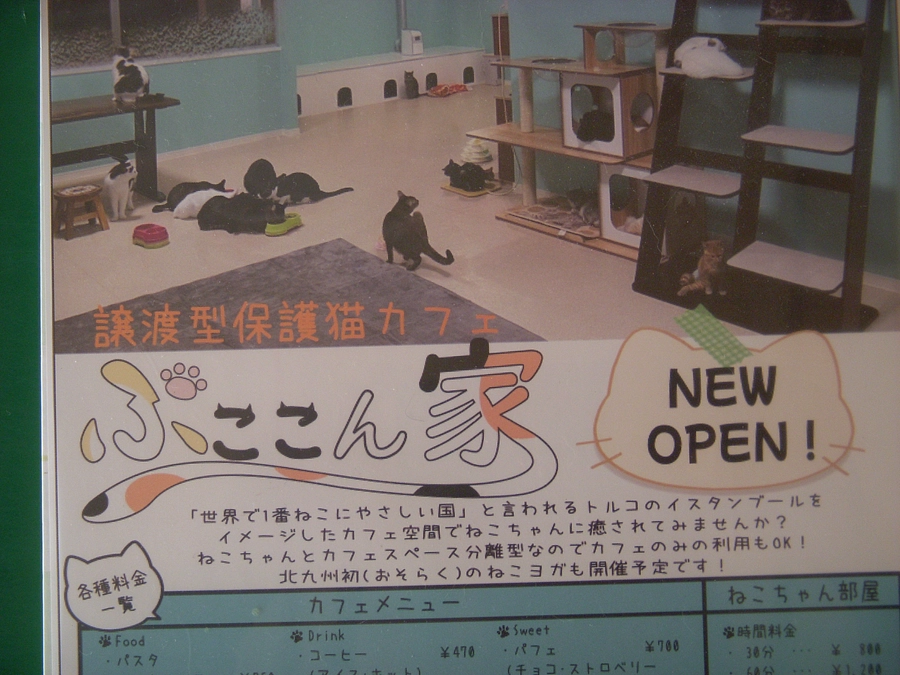 猫カフェ探訪