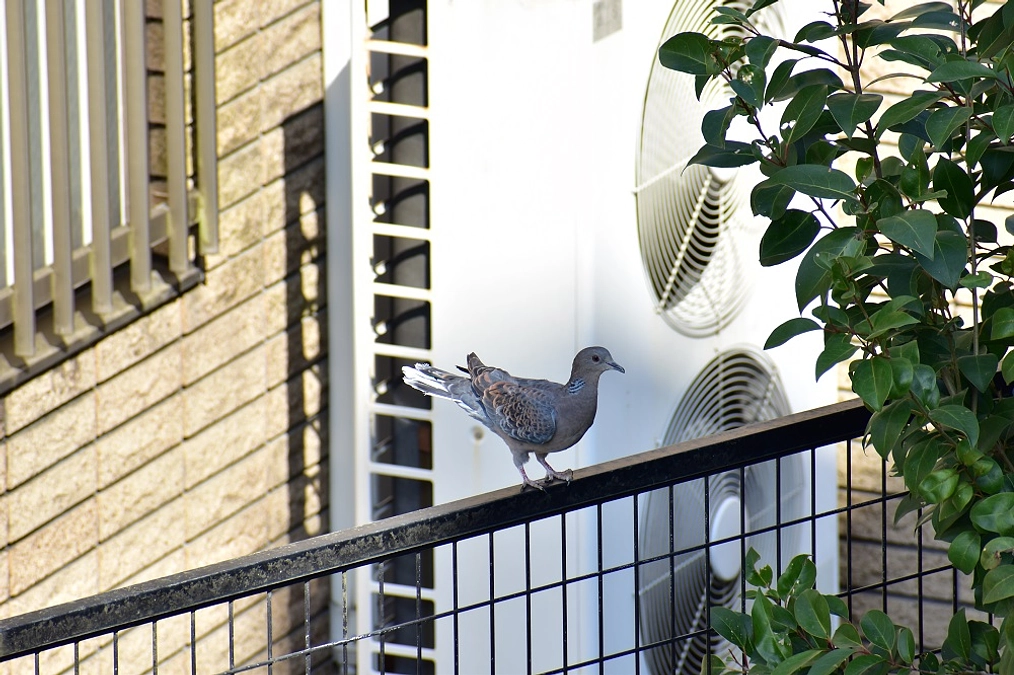 【訃報とリリース情報】2羽のキジバトとイソヒヨドリ