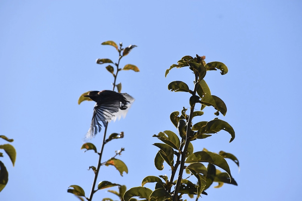 ヤマガラリリース完了！