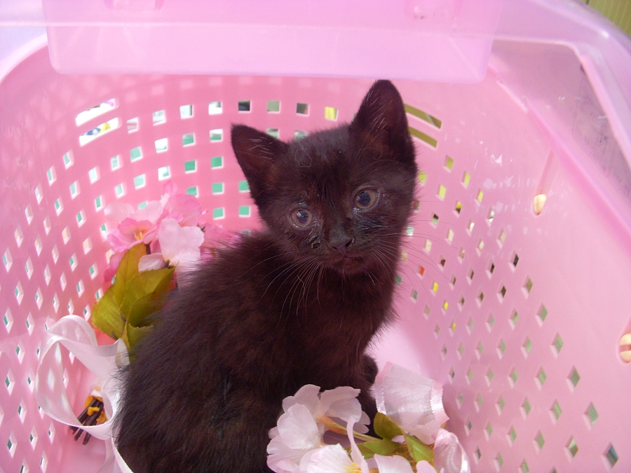 ｻｮｫｫ━｡ﾟ(ﾟ´Д｀●ﾟ)ﾟ｡ﾅﾗｧｧ━ｯ!!