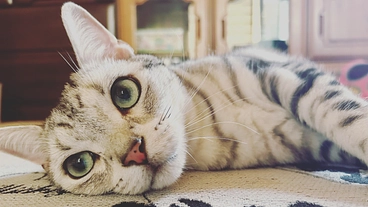 猫伝染性腹膜炎FIPウェット型を発症した琉依を助けてください のトップ画像