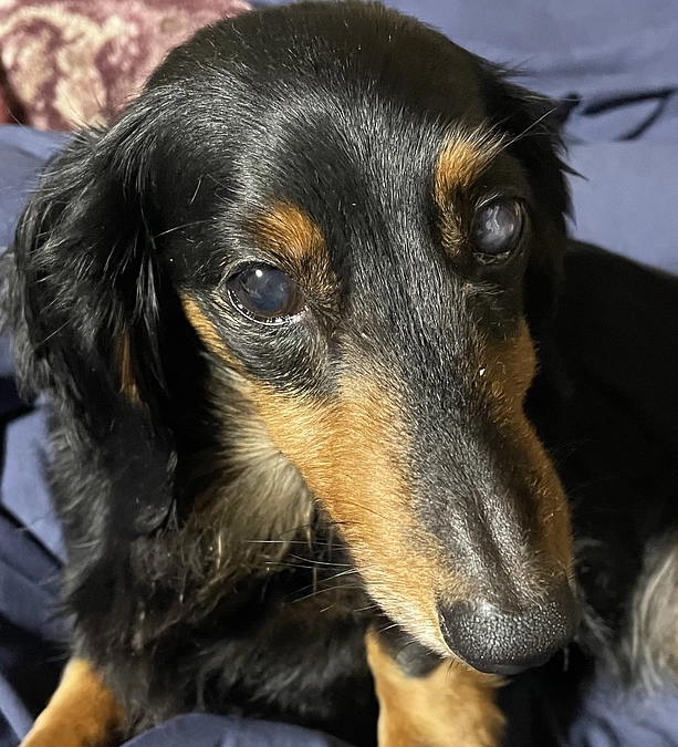 クゥに未来をお願い致しますm(_ _)m