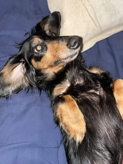 ご支援20%を越えました！