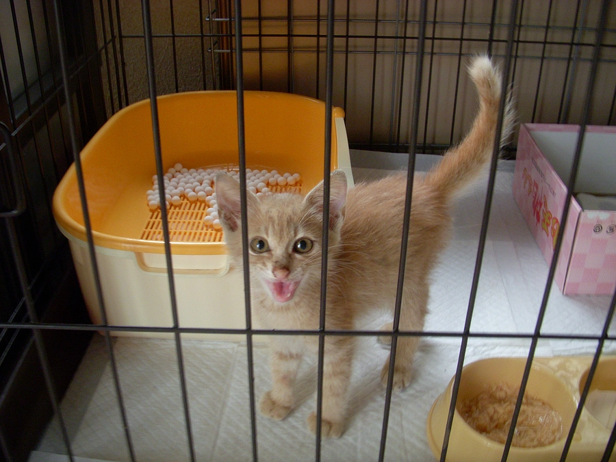 TNRの流儀と情熱と徹夜