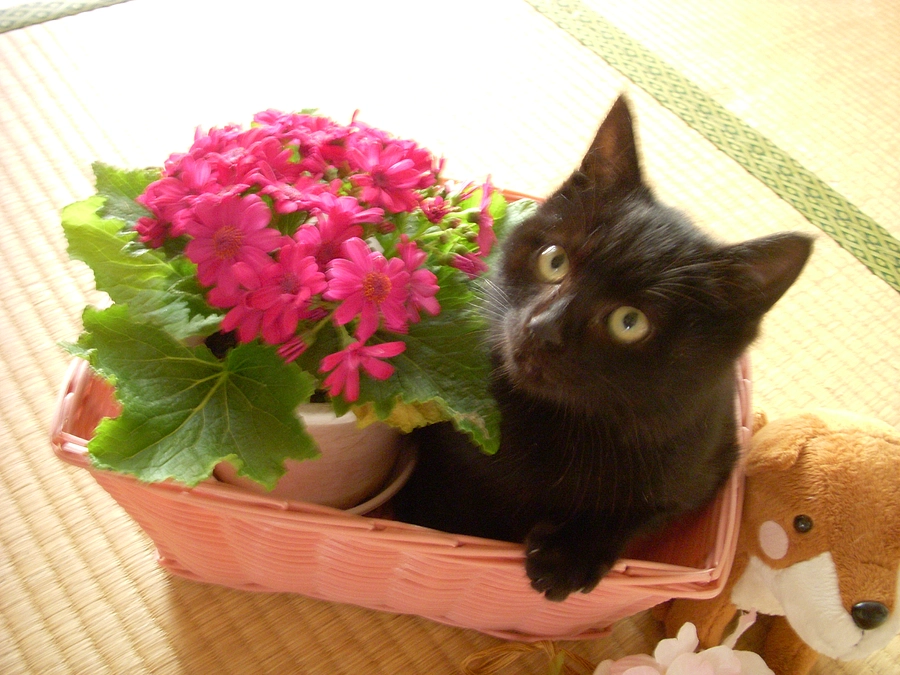 匿名の黒猫さんへ