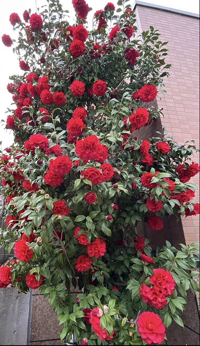 【動画35】さくらさくら3