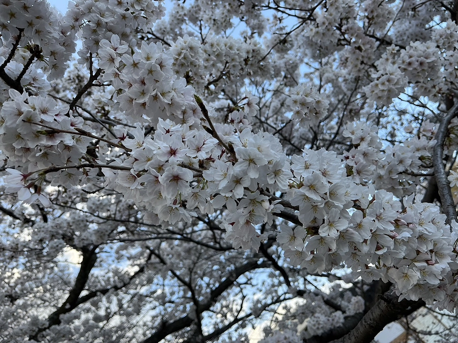 【動画36】さくらさくら4