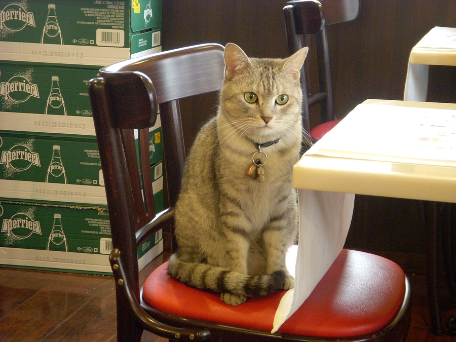 バヴェットステーキを出すビストロの看板猫