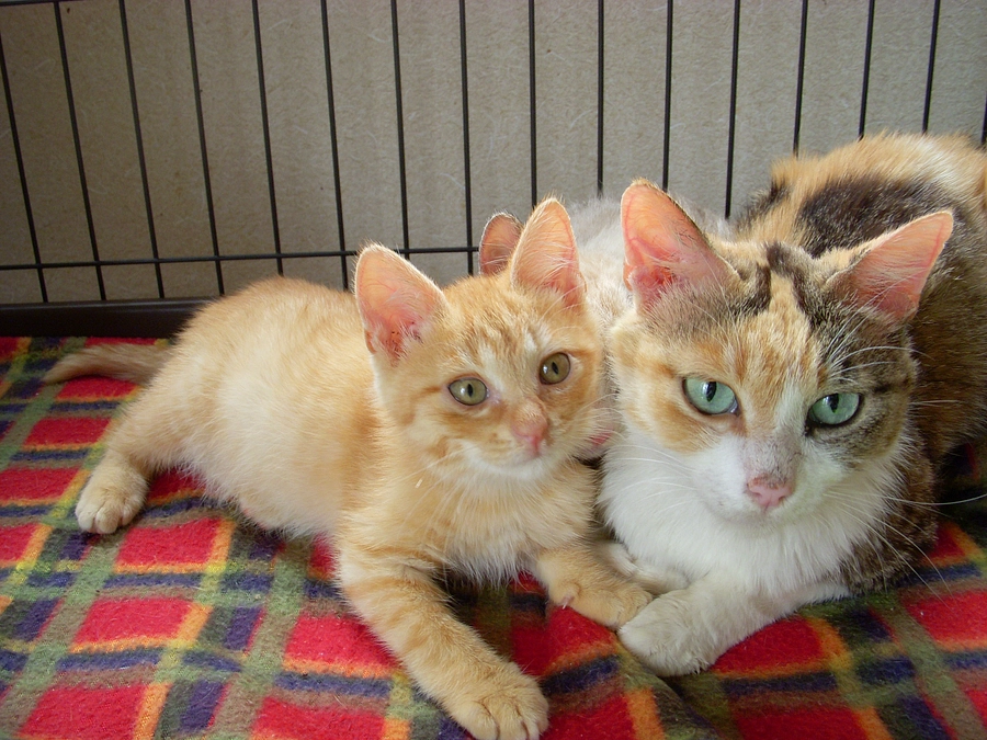 サクセスチームからの誘惑