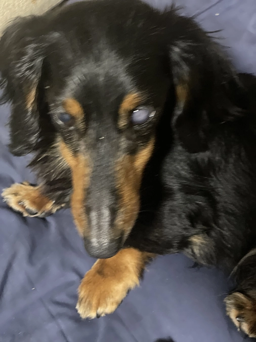 クゥと一緒に歩んで行ける道を作って頂きありがとうございます