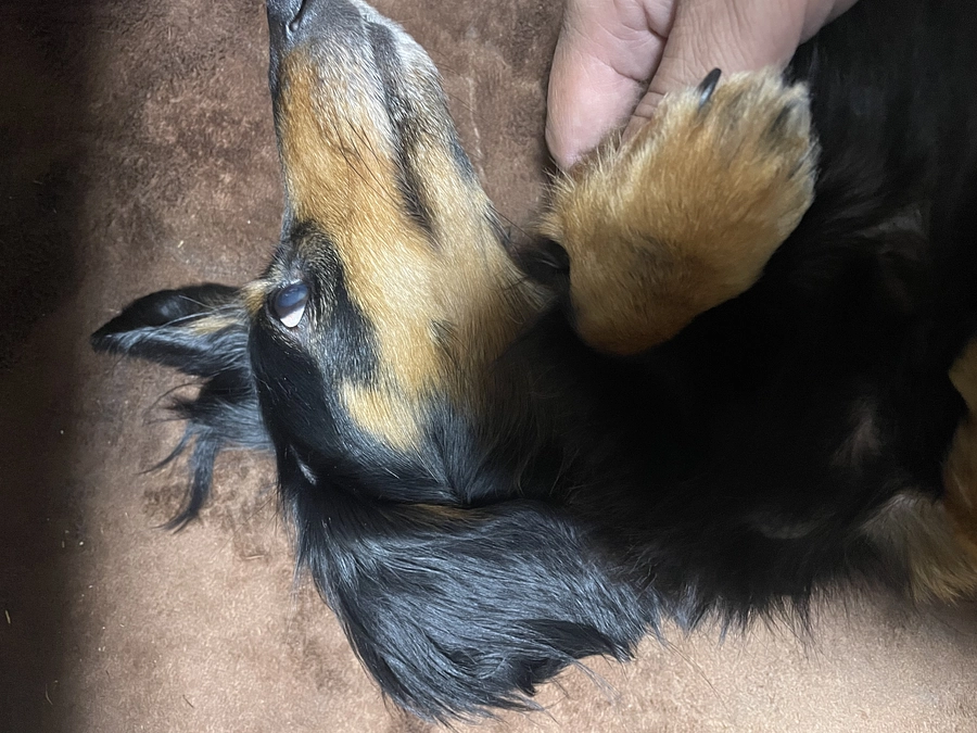 24時間を切りました、、達成間近ですどうかお願い致しますm(_ _)m