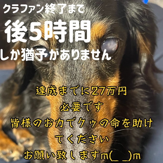 残り5時間となりました。皆様のご支援本当に感謝致します