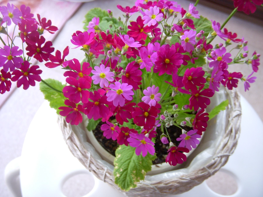 耳の話  ミラタズ軟膏