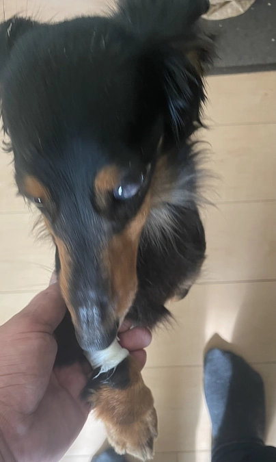 4月1日　クゥの抗がん剤治療