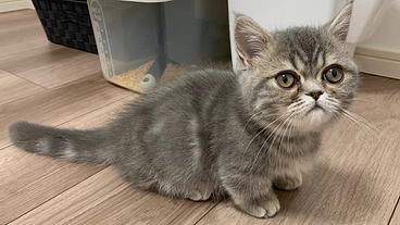 3ヶ月のどるくんが猫感染性腹膜炎FIPになりました、助けてください のトップ画像