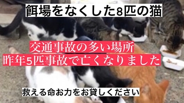8匹の餌場がなくなった外猫、そして未来の命を守るための保護部屋設置 のトップ画像