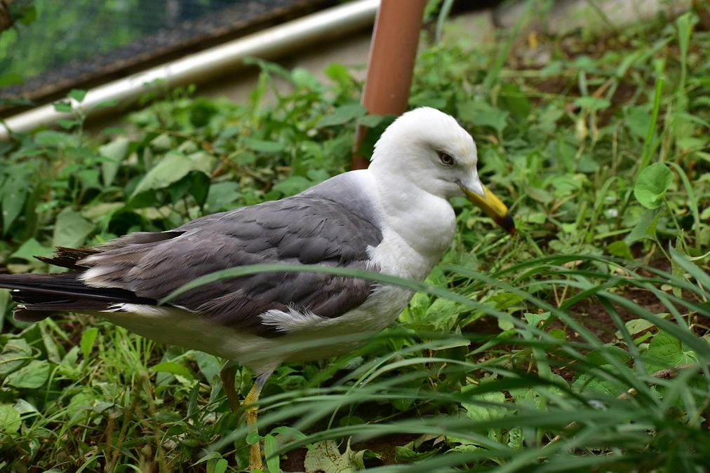 【保護情報】翼を脱臼してしまったウミネコ