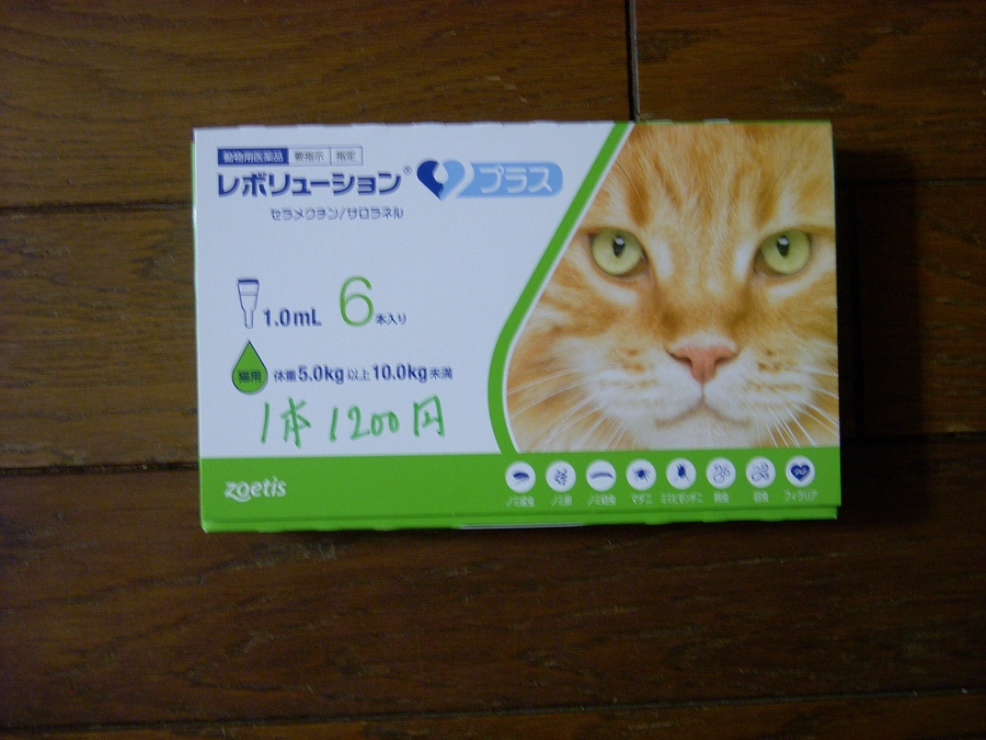 門司のレスキュー親子猫