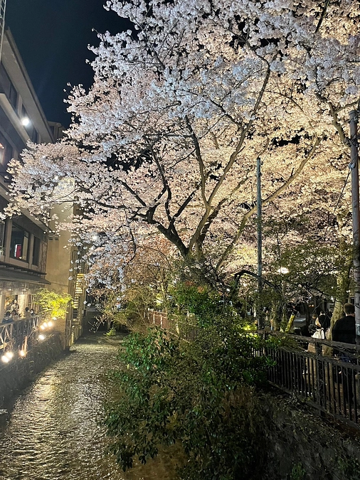 【動画38】さくらさくら6