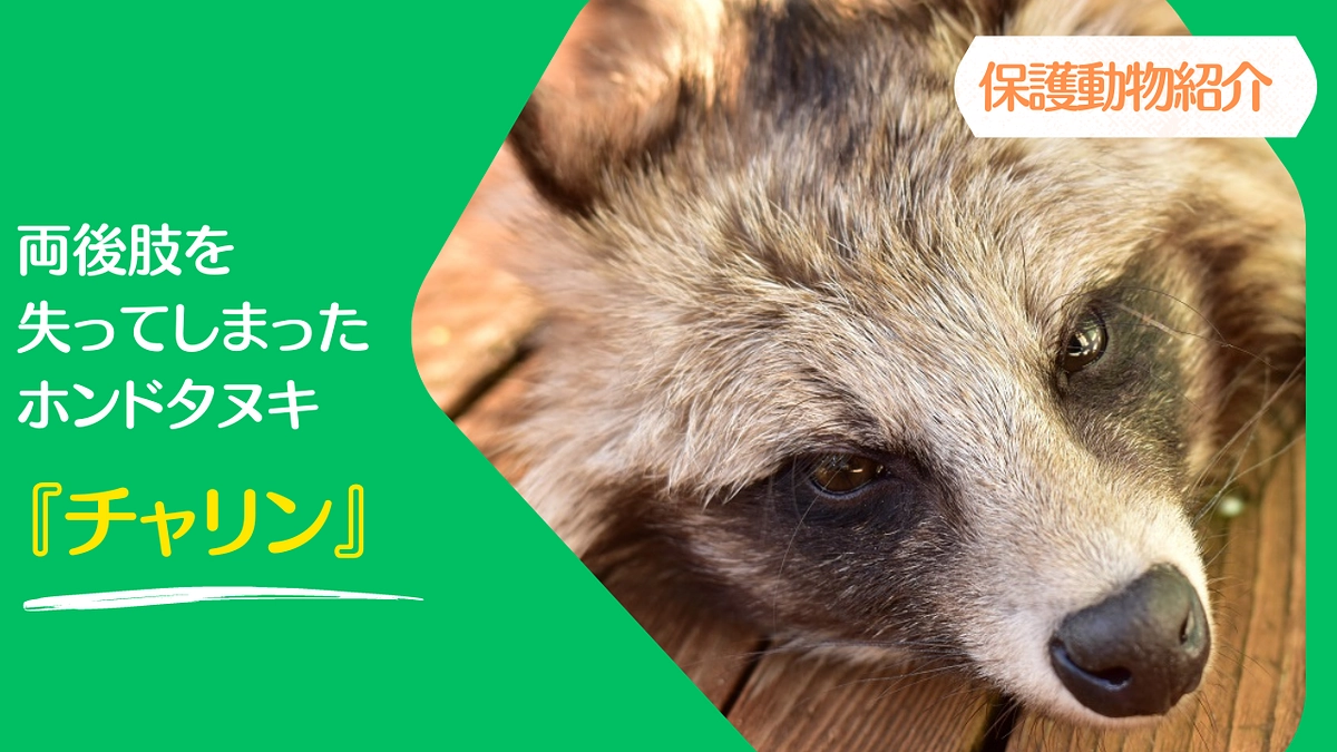 【JWCの保護動物紹介】両後肢をなくしてしまったホンドタヌキ『チャリン』