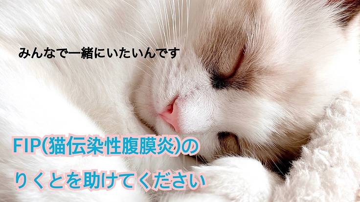 猫伝染性腹膜炎（FIP）と闘うりくとが1歳になれるよう命を繋ぎたい