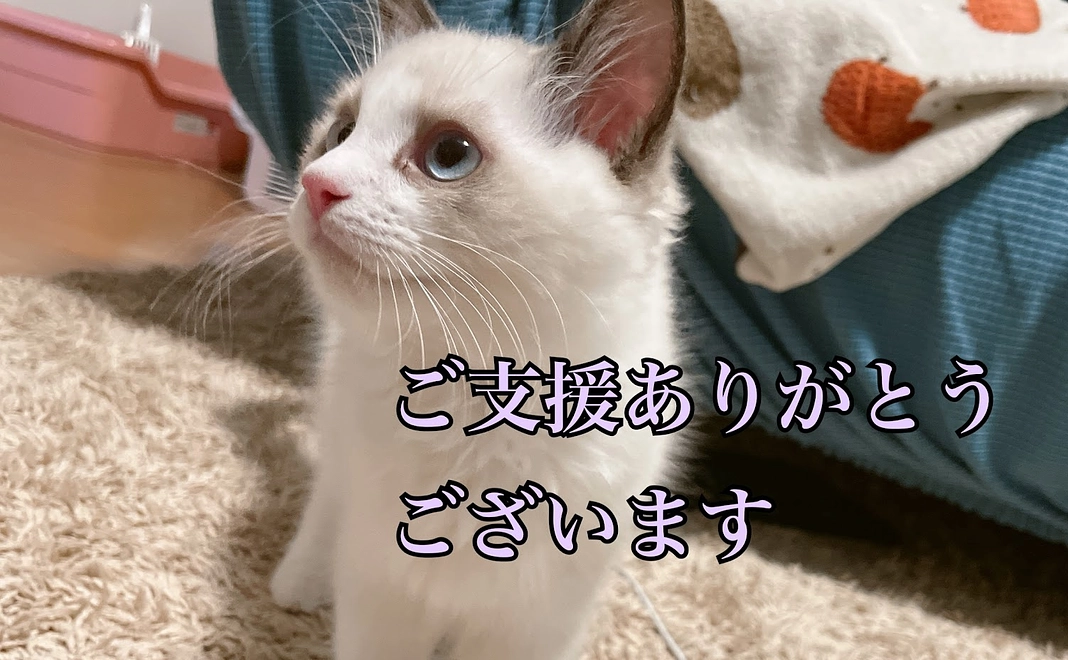 お礼のメールと動画