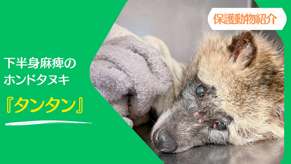 【JWCの保護動物紹介】下半身麻痺のホンドタヌキ『タンタン』