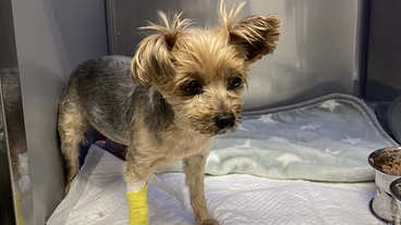 保護犬ももの胸膜腹膜ヘルニア手術•治療費のご支援どうかお願いします のトップ画像