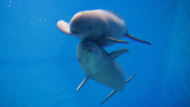 スナメリの未来を救え!大阪湾で生きるスナメリが人と共存するために 3枚目