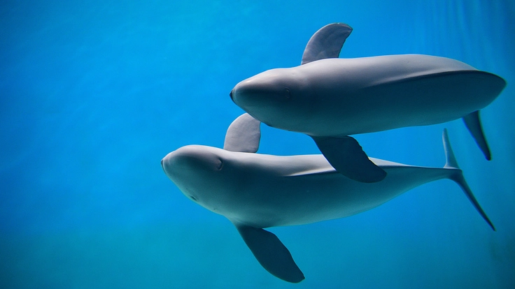 スナメリの未来を救え!大阪湾で生きるスナメリが人と共存するために 4枚目