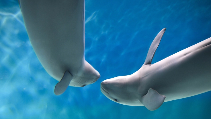 スナメリの未来を救え!大阪湾で生きるスナメリが人と共存するために 5枚目