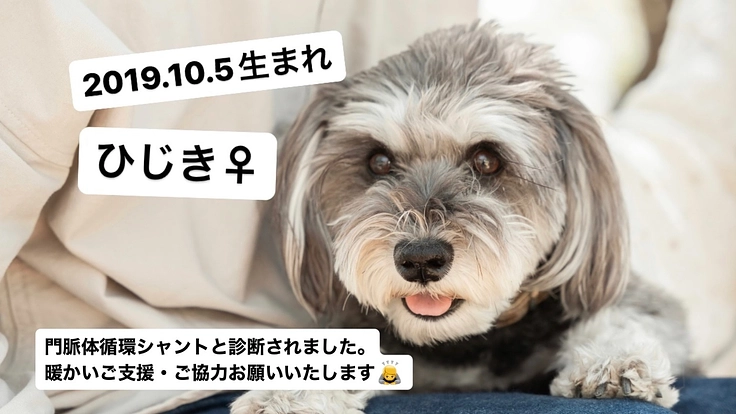 難病【門脈体循環シャント】の『ひじき』を助けたいです！