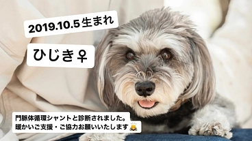 難病【門脈体循環シャント】の『ひじき』を助けたいです！ のトップ画像