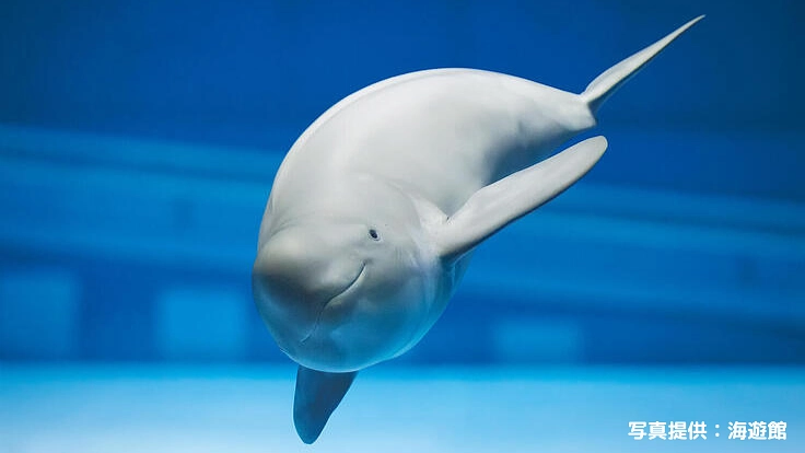 スナメリの未来を救え！大阪湾で生きるスナメリが人と共存するために 2枚目