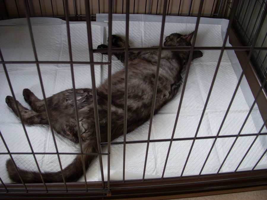 仔猫のお父さん猫、捕獲できました