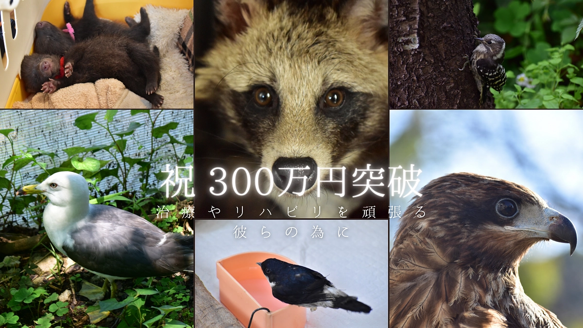 祝 300万円突破！！　残り29日、達成まで頑張ります！！