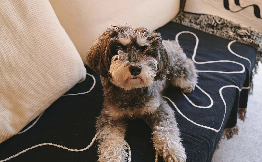 【 Cuddle magazine vol.1 】 をお届け!