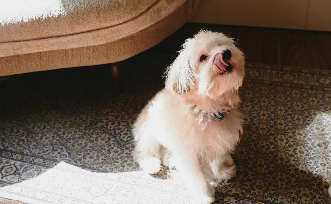 【 わんわんステッカーセット 】をプレゼント!