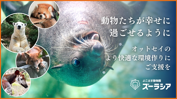 ズーラシア|動物が幸せに過ごせるように。オットセイに快適な環境を!