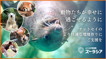 ズーラシア｜動物が幸せに過ごせるように。オットセイに快適な環境を！ のトップ画像